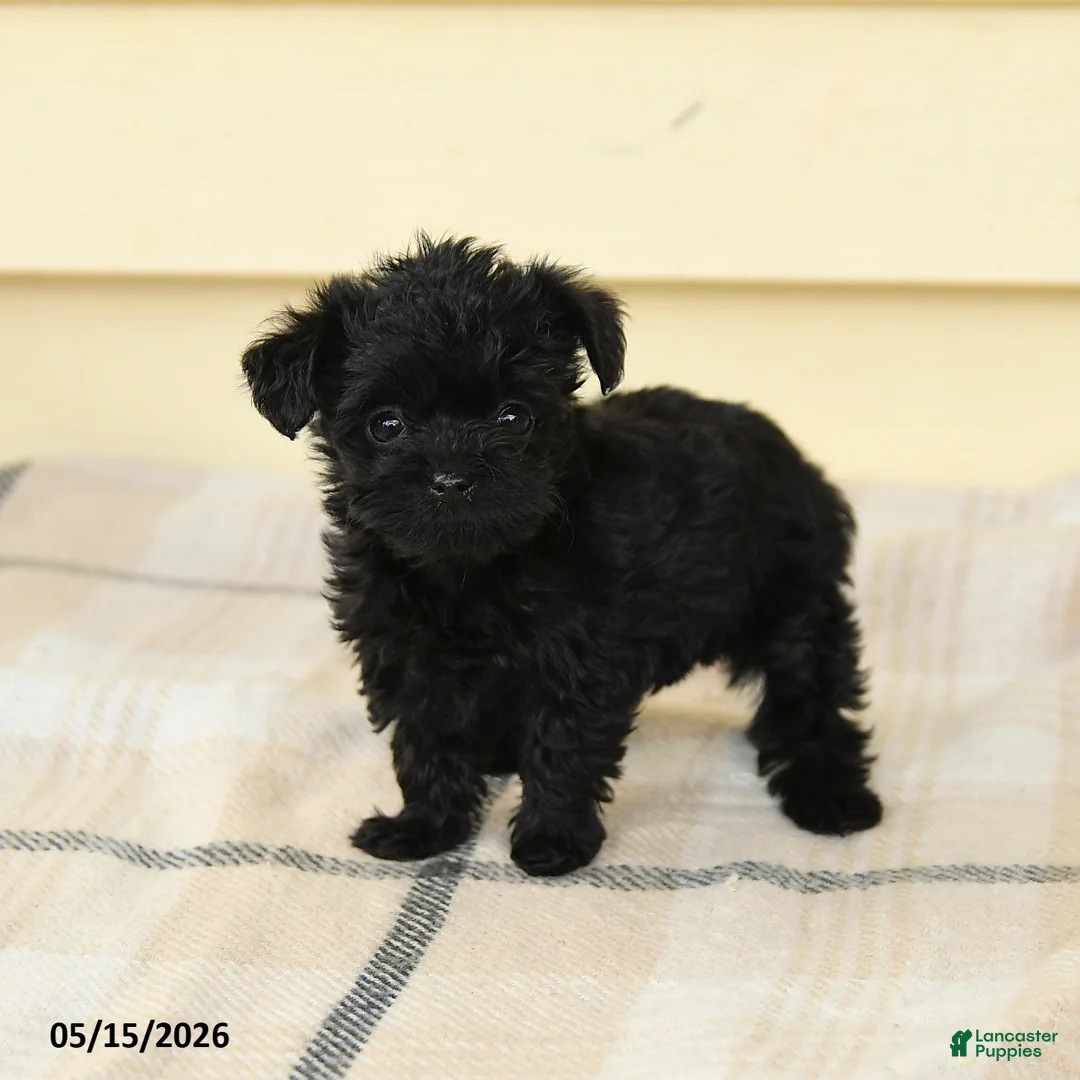 Yorkiepoo dogs for sale: Celine - Ad 2