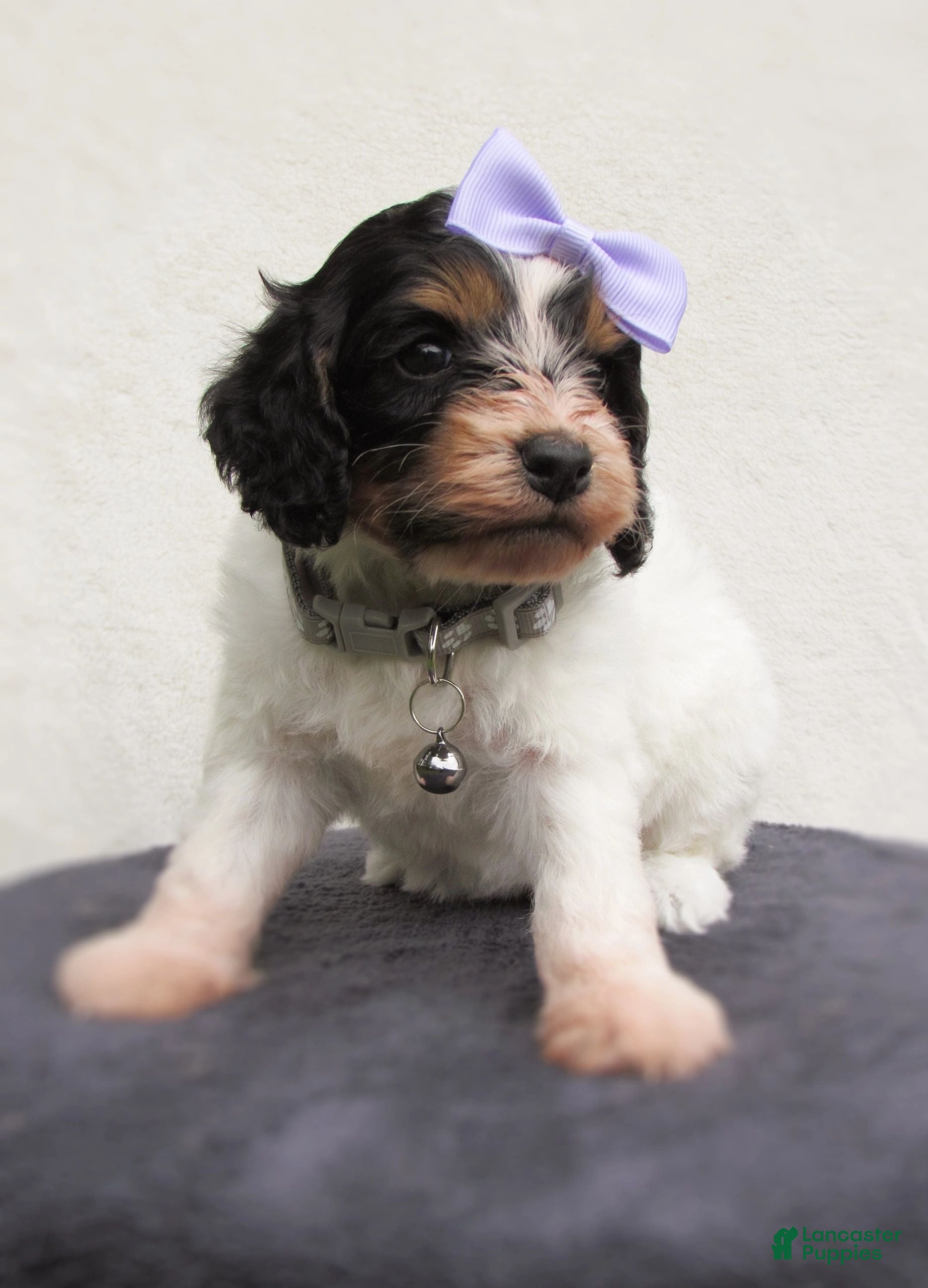 Cockapoo dogs Sadie-Female - Ad 2