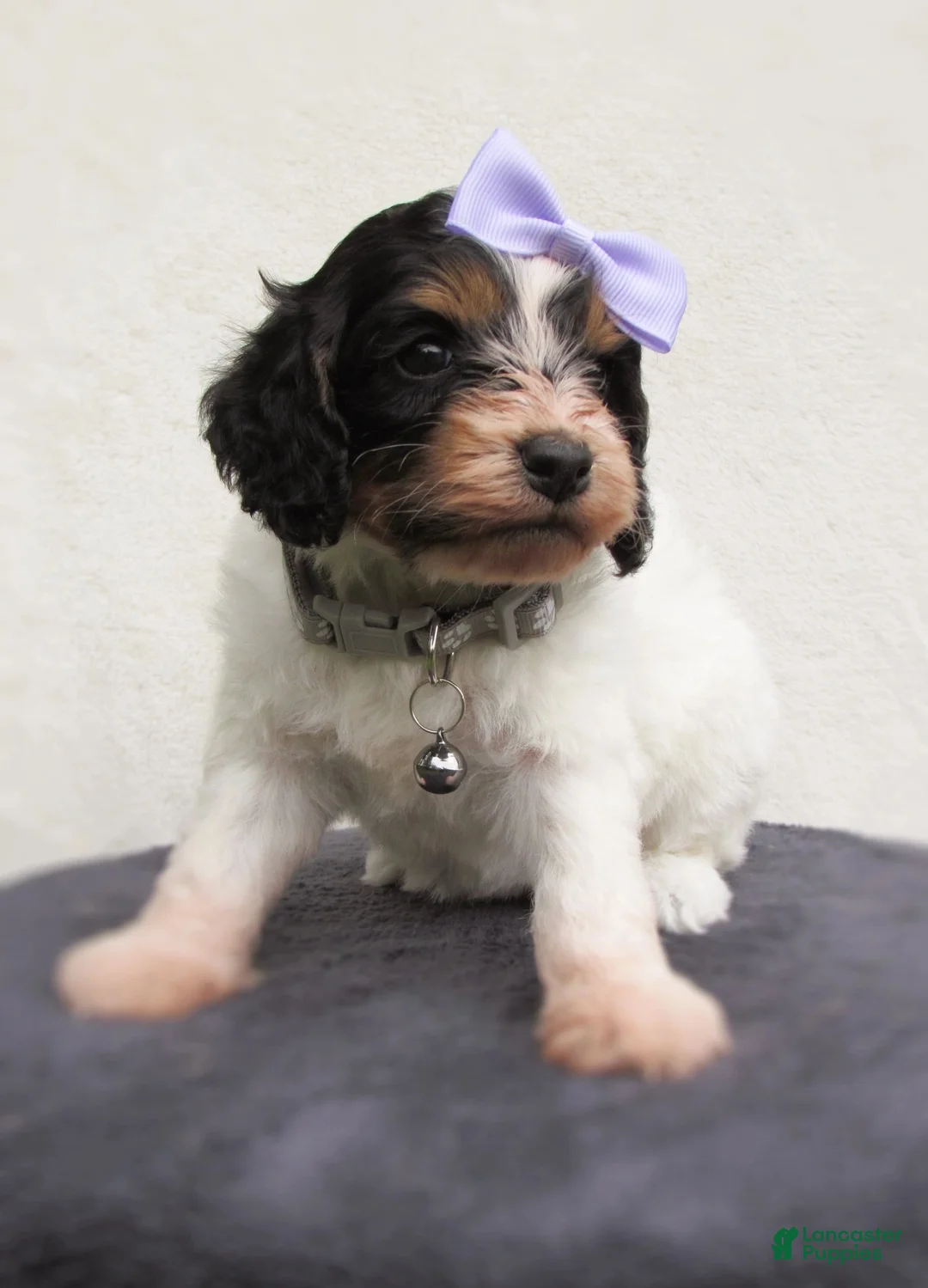 Cockapoo dogs for sale: Sadie-Female - Ad 2
