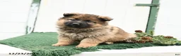 German Shepherd dogs for sale: Lacey - Ad 3