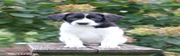 Mixed Breed dogs for sale: Sunny - Ad 3