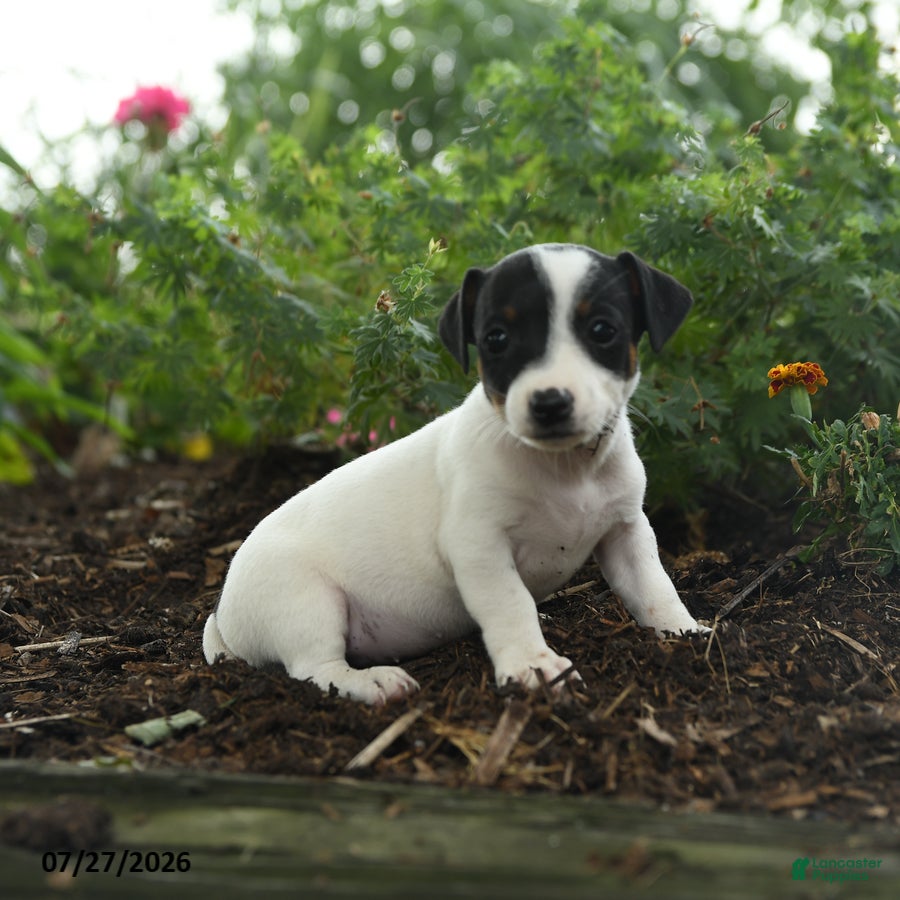 Jack Russell Terrier dogs Trixie - Ad 2