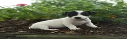 Jack Russell Terrier dogs for sale: Trixie - Ad 2