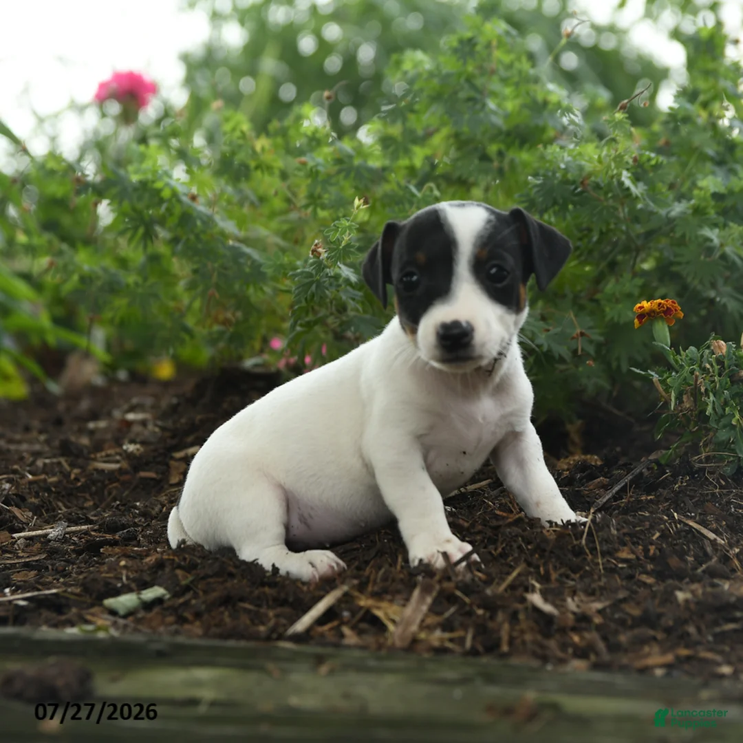 Jack Russell Terrier dogs for sale: Trixie - Ad 2