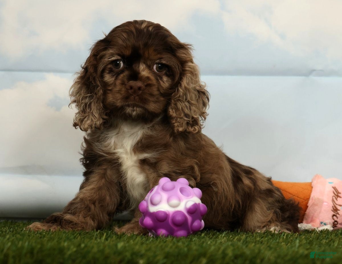 Cocker Spaniel dogs Hailey - Ad 2