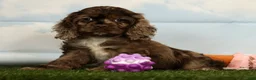Cocker Spaniel dogs for sale: Hailey - Ad 2