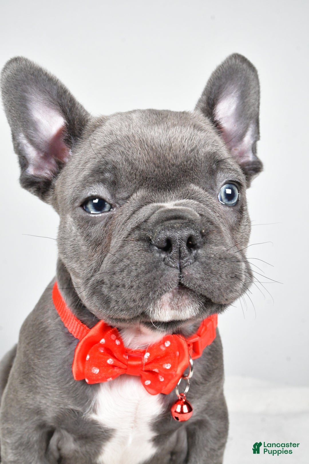 Mixed Breed dogs for sale: Russell - Ad 6