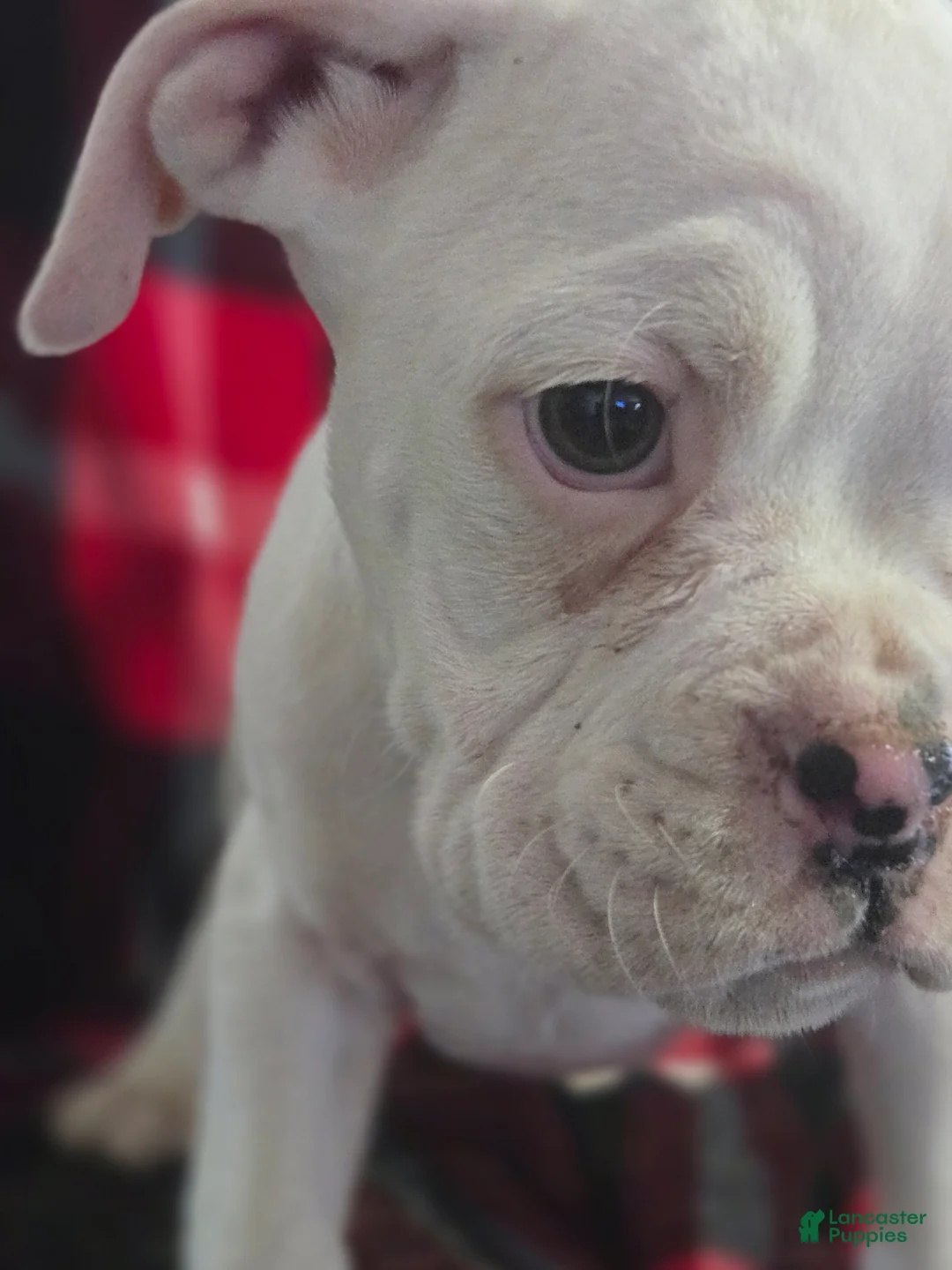 Boxer dogs for sale: Pete - Ad 8