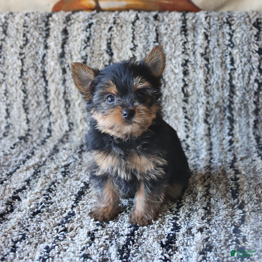 Yorkshire Terrier dogs for sale: Princess - Ad 5