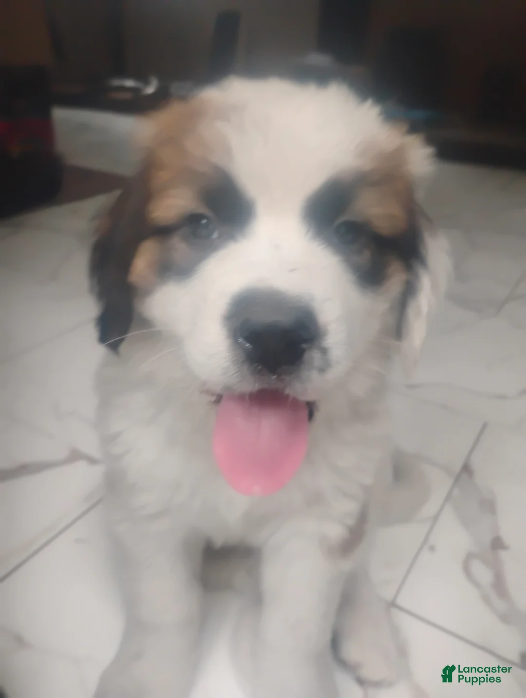 Saint Bernard dogs for sale: Saint Bernard Puppy 1 - Ad 1