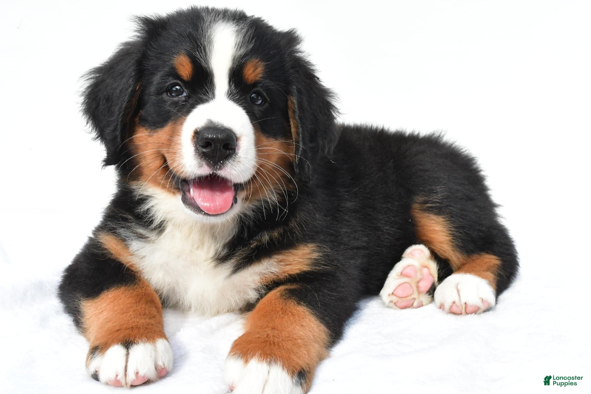 Bernese Mountain Dog dogs Phoebe  - Ad 1