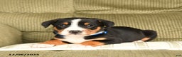 Greater Swiss Mountain Dog dogs for sale: Rocky - Ad 3