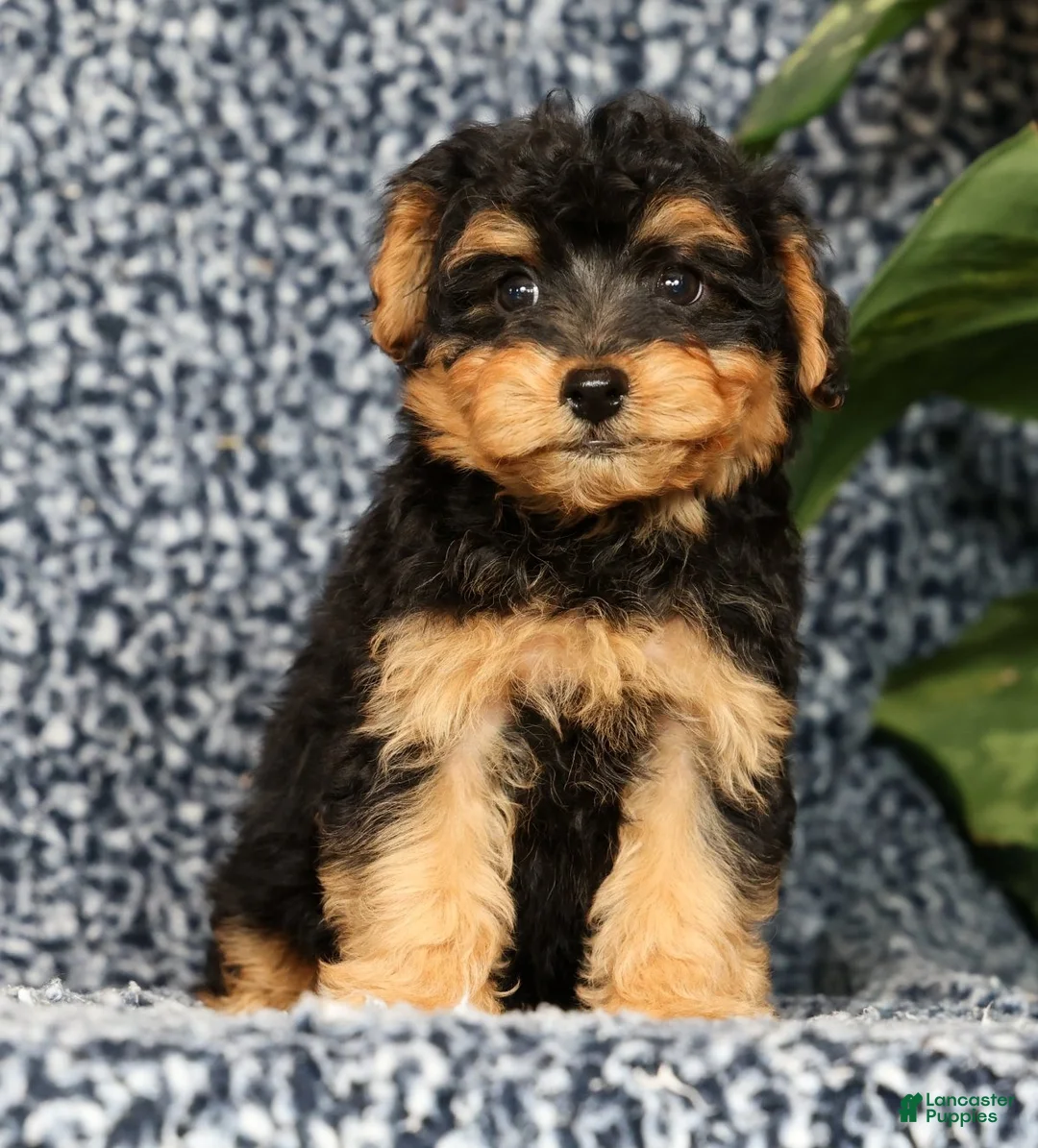Yorkiepoo dogs for sale: Ricky - Ad 2