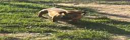 Miniature Dachshund dogs for sale: Arjun  - Ad 8