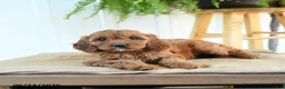 Cavapoo dogs for sale: Fern - Ad 3