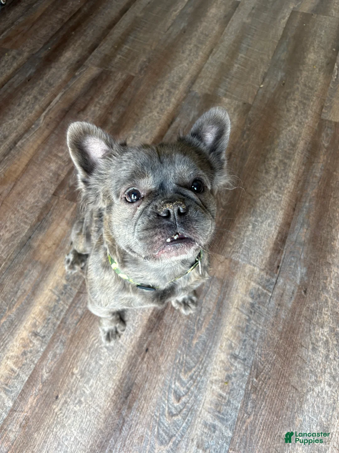 French Bulldog dogs for sale: French Bulldog 1 - Ad 3