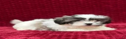 Teddy Bear dogs for sale: Nova - Ad 3