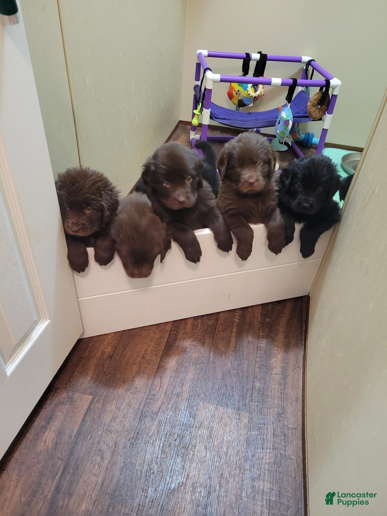 Newfoundland dogs for sale: Girl 5 - Ad 1