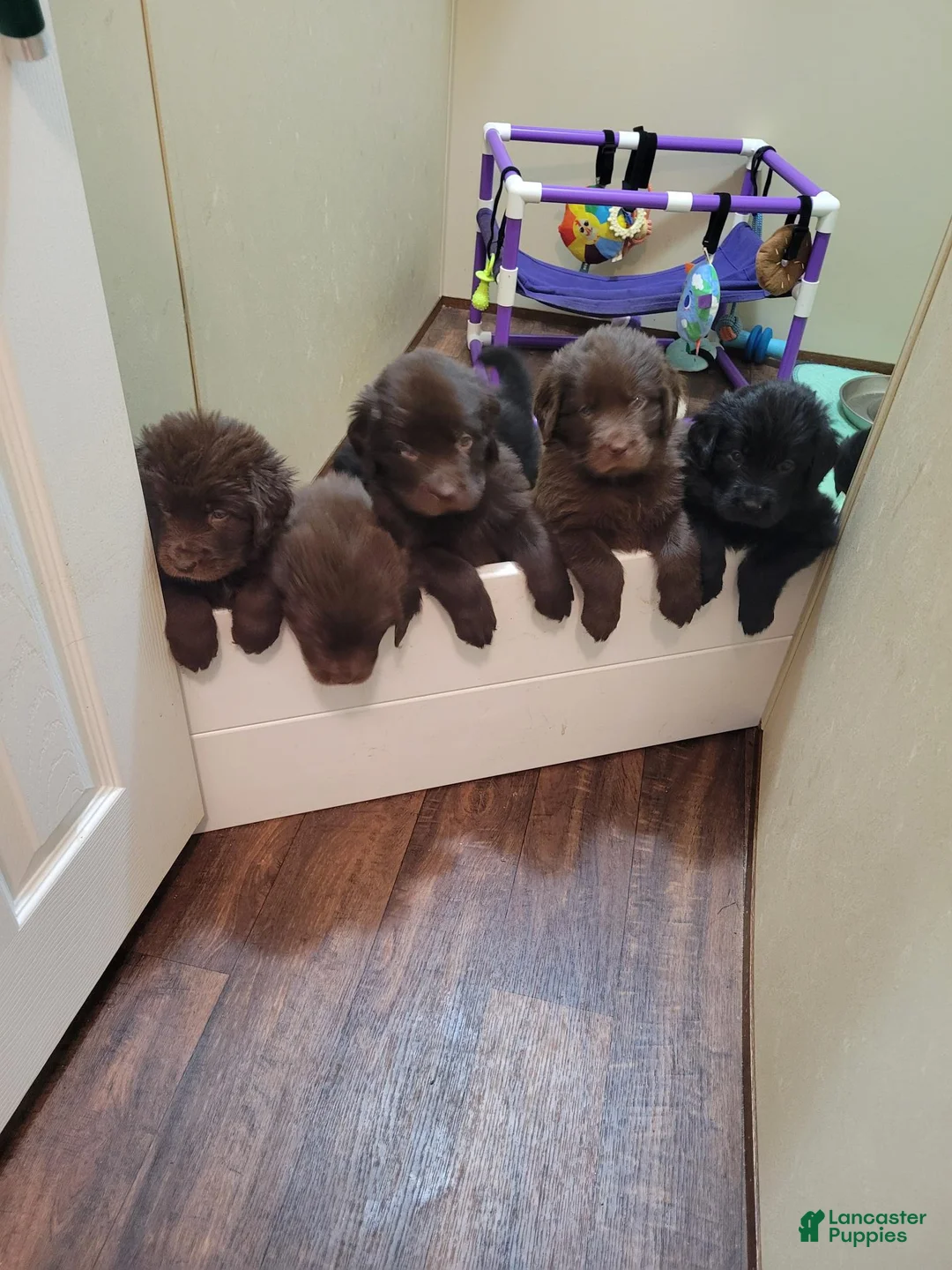 Newfoundland dogs for sale: Girl 5 - Ad 1