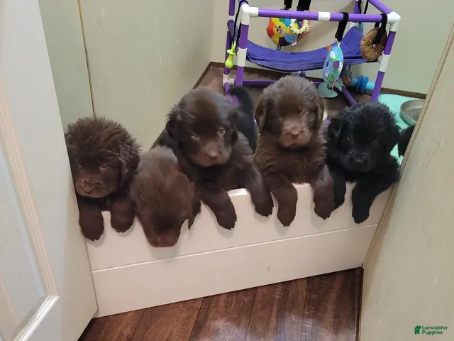 Newfoundland dogs for sale: Girl 5 - Ad 1