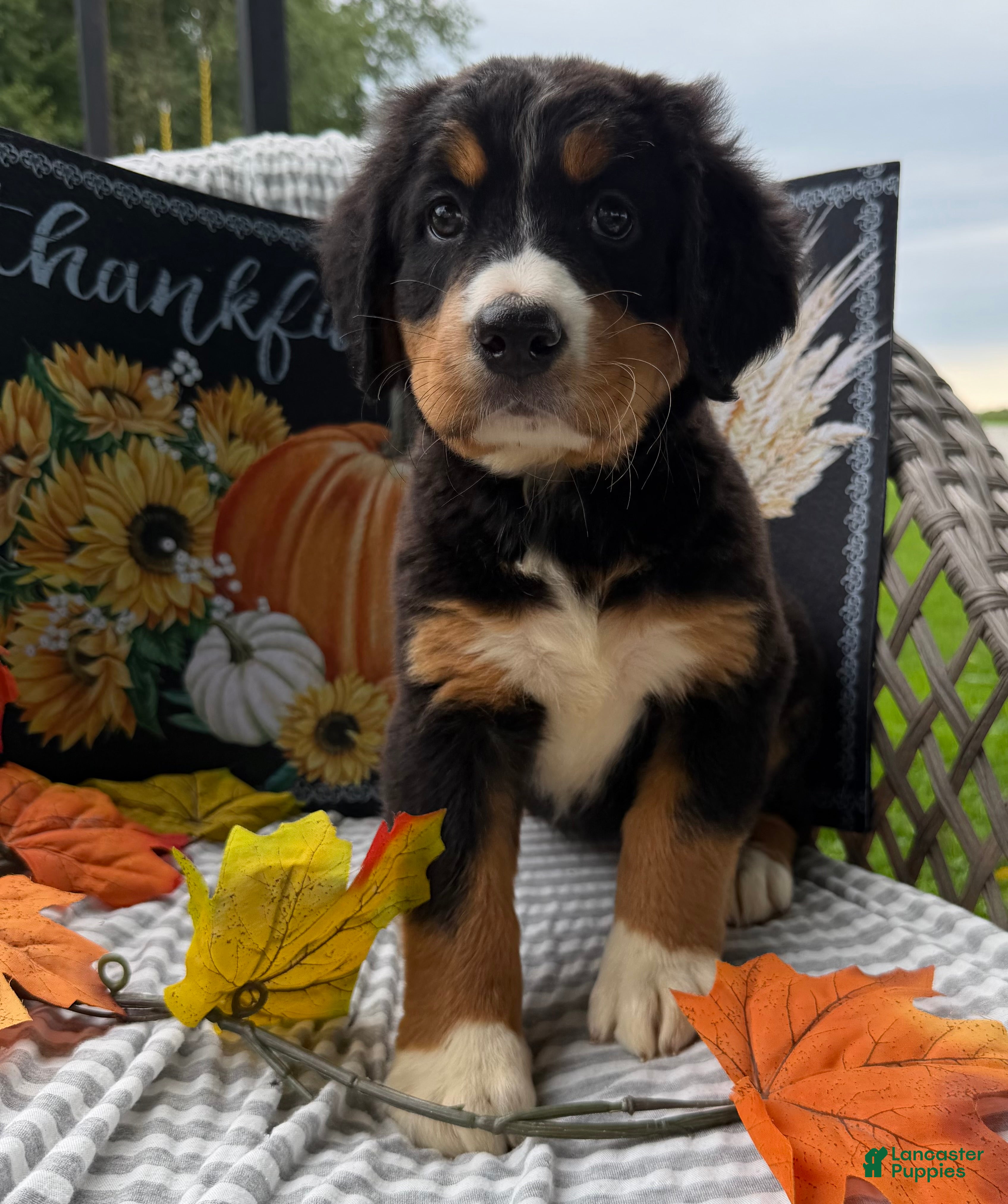 Bernese Mountain Dog dogs Kiwi - Ad 1