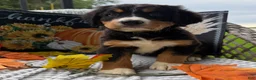 Bernese Mountain Dog dogs for sale: Kiwi - Ad 1