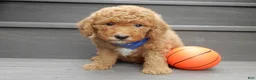 Mini Goldendoodle dogs for sale: Sammy - Ad 5
