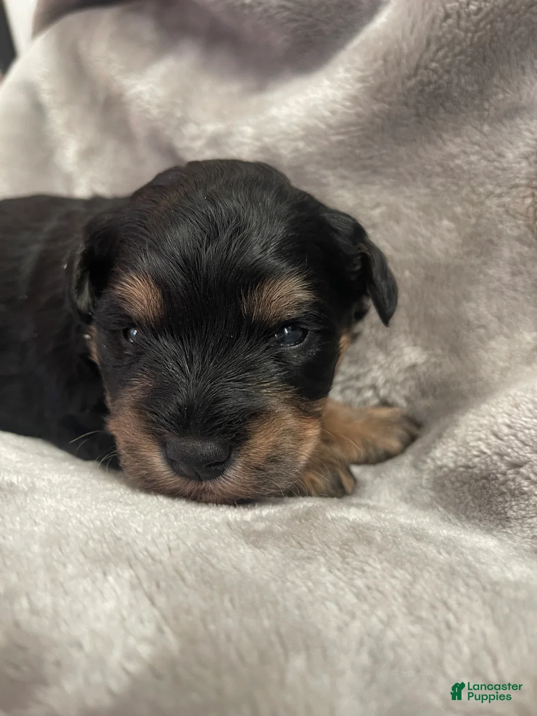 Miniature Schnauzer dogs for sale: Miniature Schnauzer Puppy 5 - Ad 1