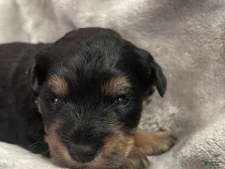 Miniature Schnauzer dogs Miniature Schnauzer Puppy 5 - Ad 42