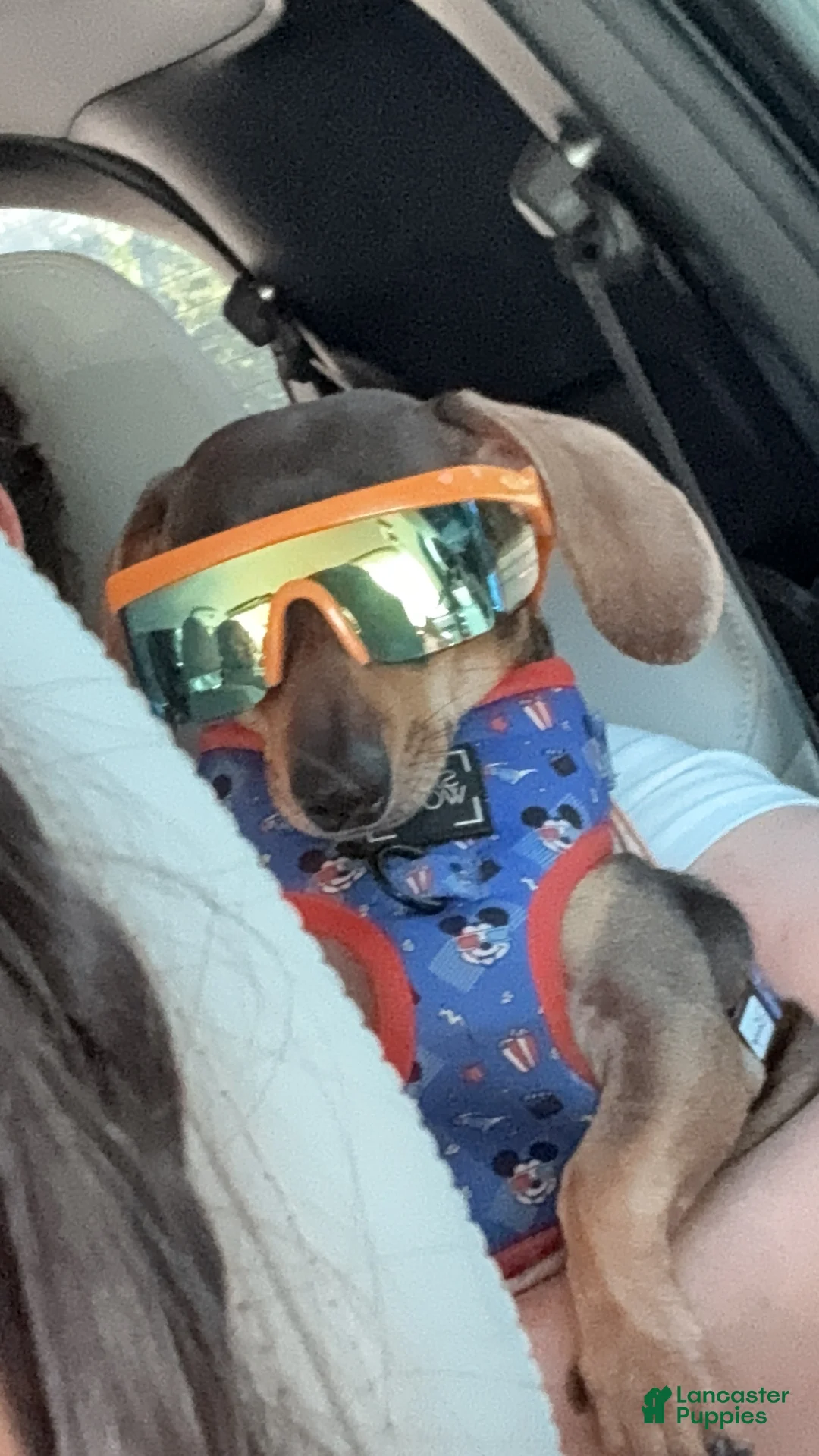 Chiweenie dogs for sale: Chiweenie Puppy 1 - Ad 9