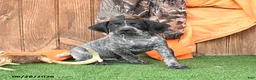 German Shorthaired Pointer dogs for sale: Sunshine - Ad 4