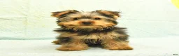 Yorkshire Terrier dogs for sale: Harold - Ad 3