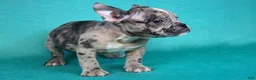 American Bully dogs for sale: Black Brindle Merle Female - Ad 10