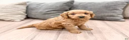 Mini Goldendoodle dogs for sale: Paisley - Ad 3
