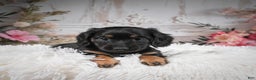 Miniature Dachshund dogs for sale: Panda-AKC - Ad 11