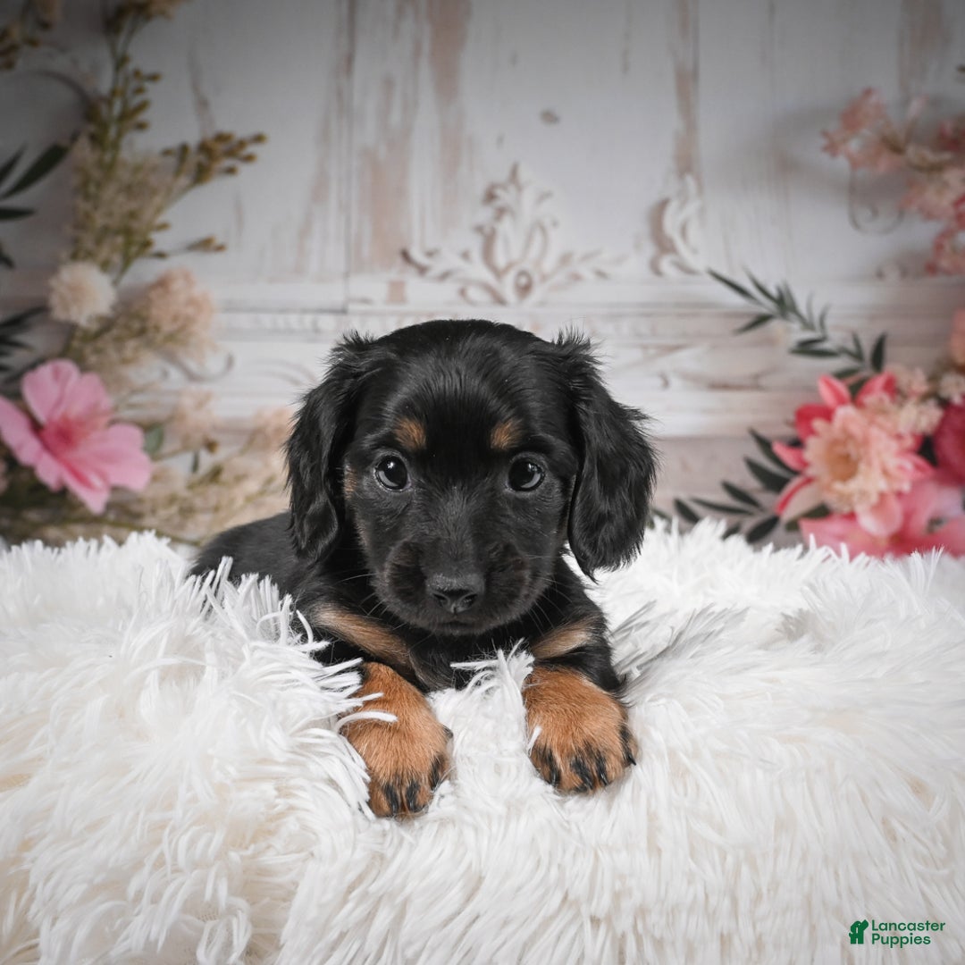 Miniature Dachshund dogs for sale: Panda-AKC - Ad 11