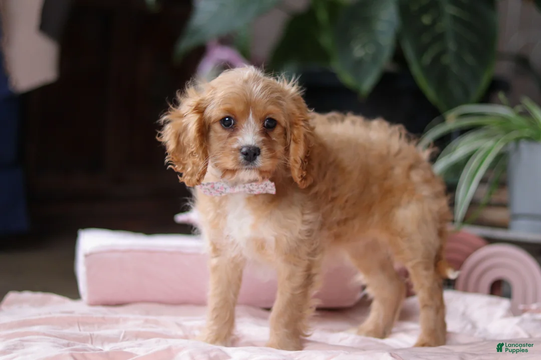 Cavapoo dogs for sale: Rita - Ad 4