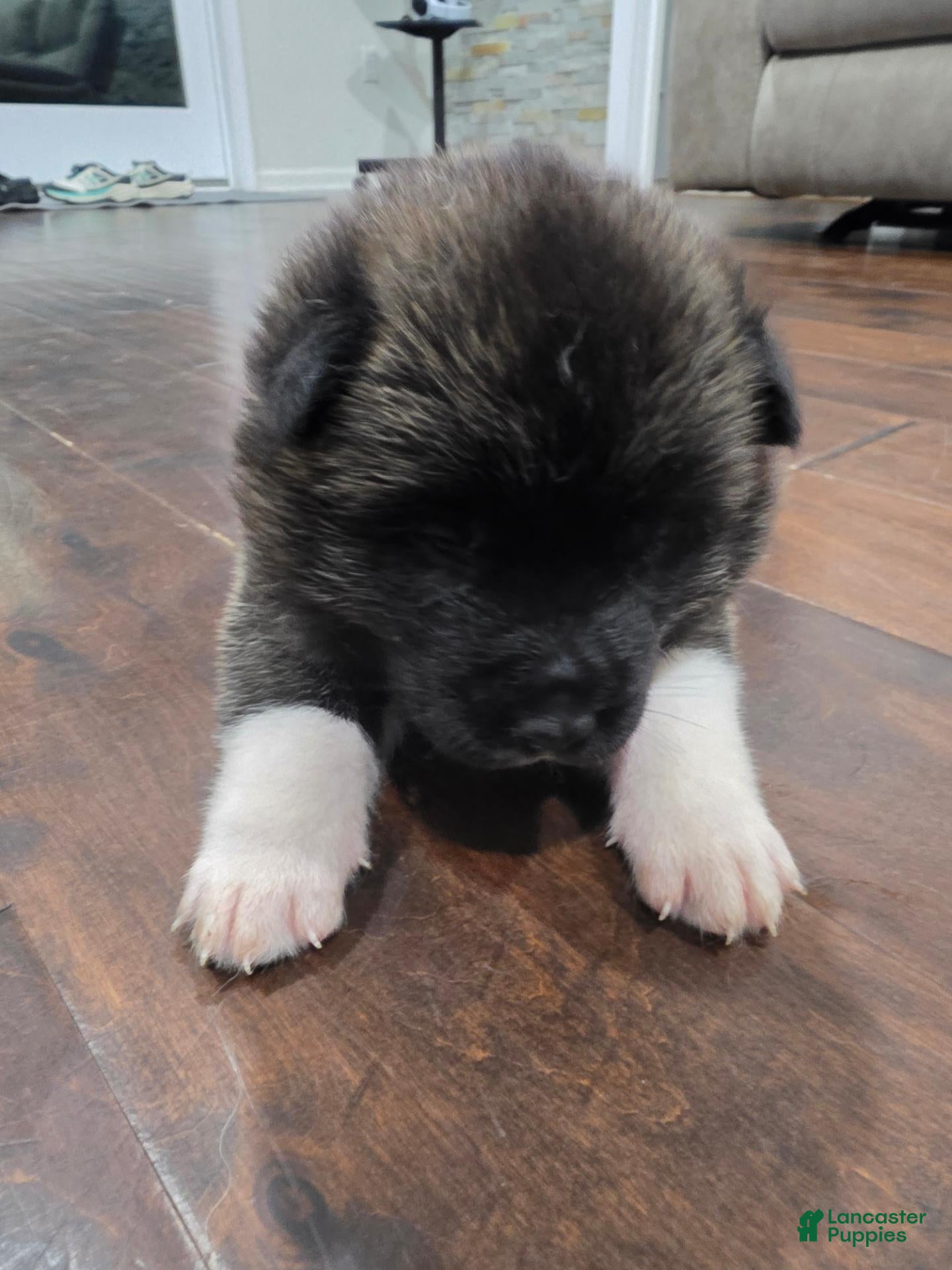 Akita dogs Swiss - Ad 2