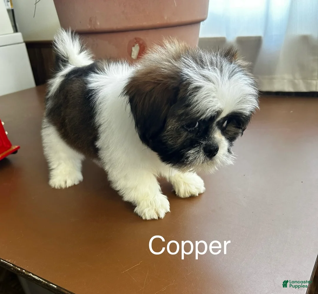 Lhasa Apso dogs for sale: Lhasa Apso Puppy 2 - Ad 1