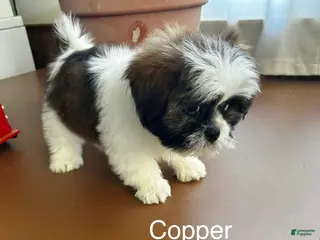 Lhasa Apso dogs Lhasa Apso Puppy 2 - Ad 2