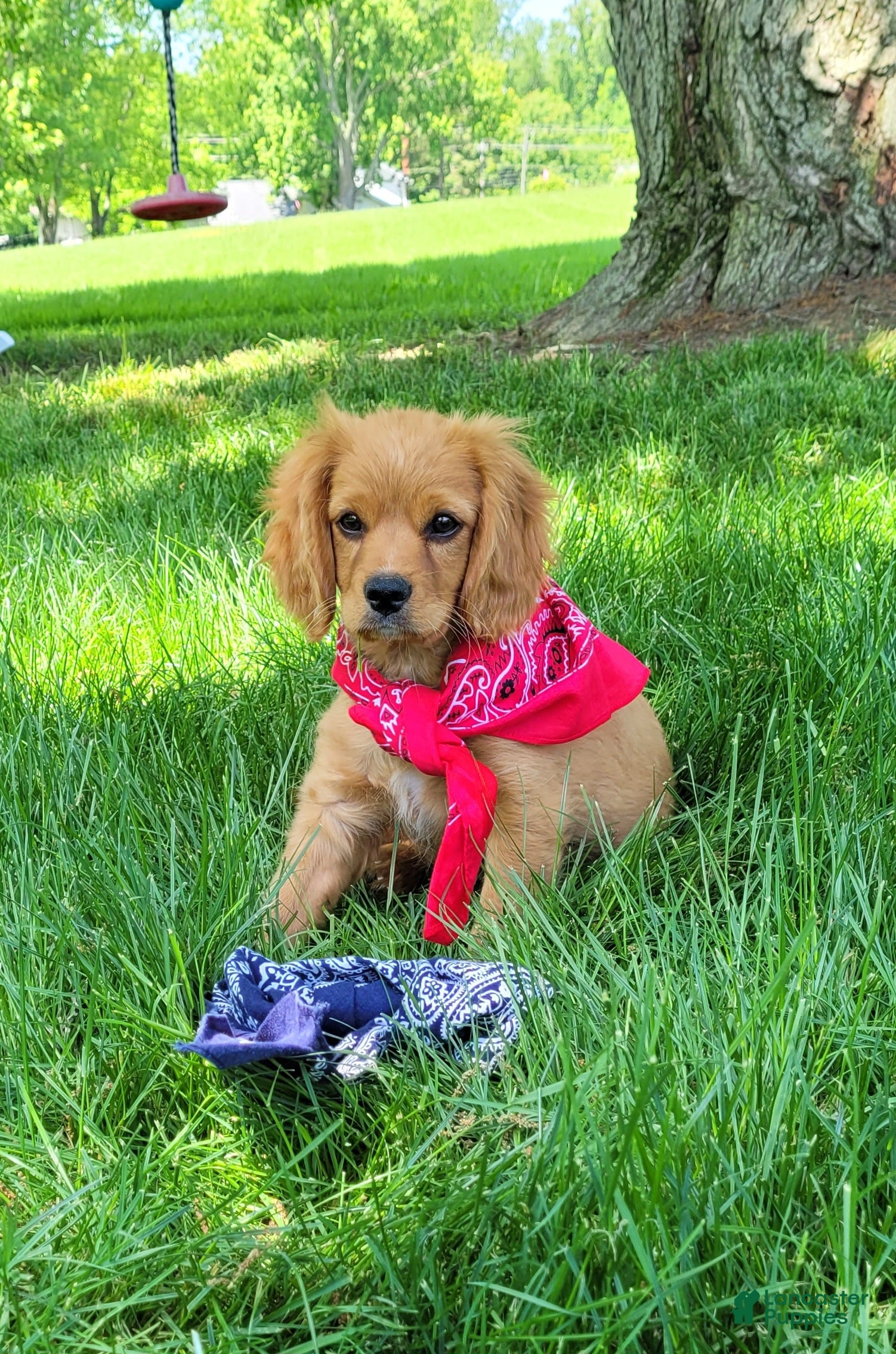 Cavapoo dogs for sale: Cavapoo Puppy 3 - Ad 1