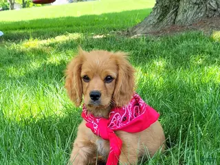 Cavapoo dogs for sale: Cavapoo Puppy 3 - Ad 1