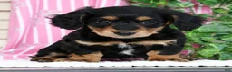 Miniature Dachshund dogs for sale: Bella - Ad 3