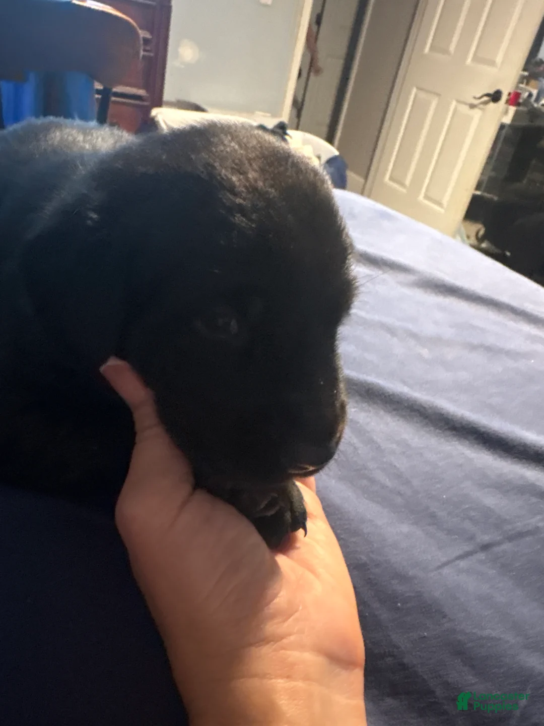 Labrador Retriever dogs for sale: Marlow - Ad 2