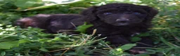 Standard Poodle dogs for sale: Standard Poodle 8 Brown with a tiny bit of white - Ad 13
