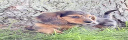 Miniature Dachshund dogs for sale: Cooper - Ad 4