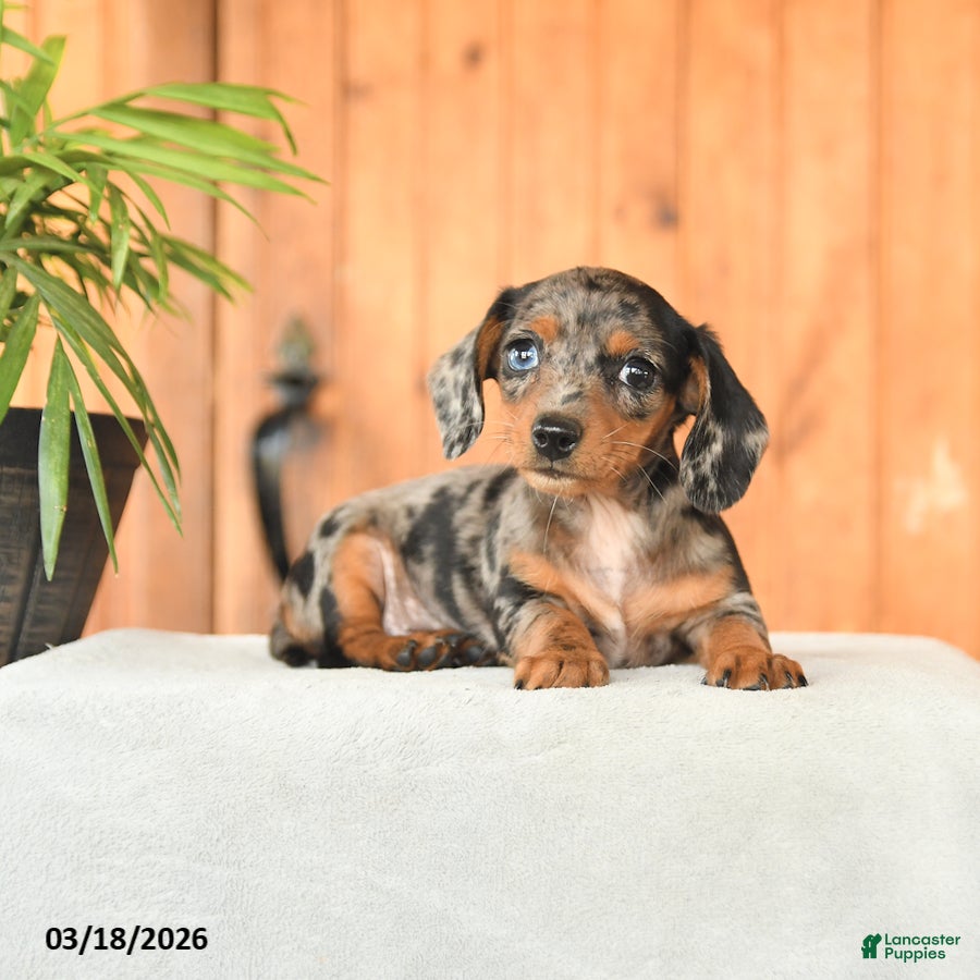 Miniature Dachshund dogs Bethany - Ad 2