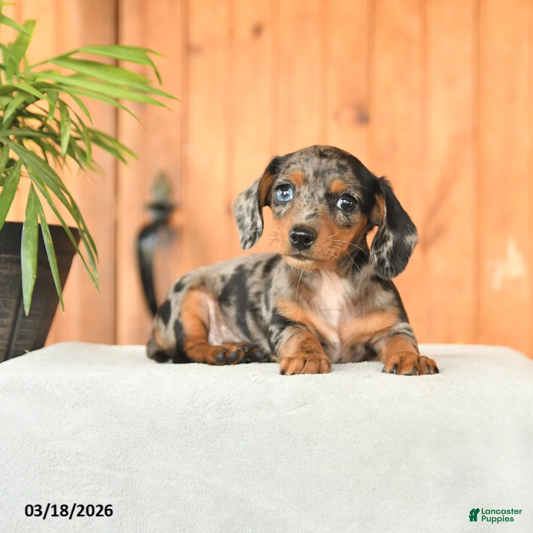 Miniature Dachshund dogs for sale: Bethany - Ad 2