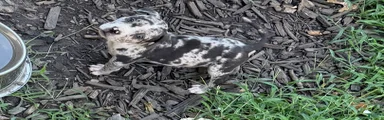American Bully 5