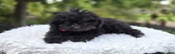 Toy Poodle dogs for sale: Blackie - Ad 7